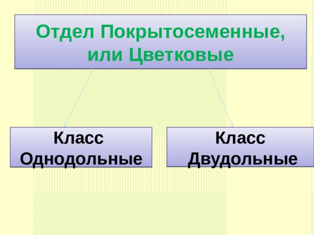 Отдел Покрытосеменные, или Цветковые Класс Однодольные Класс  Двудольные 