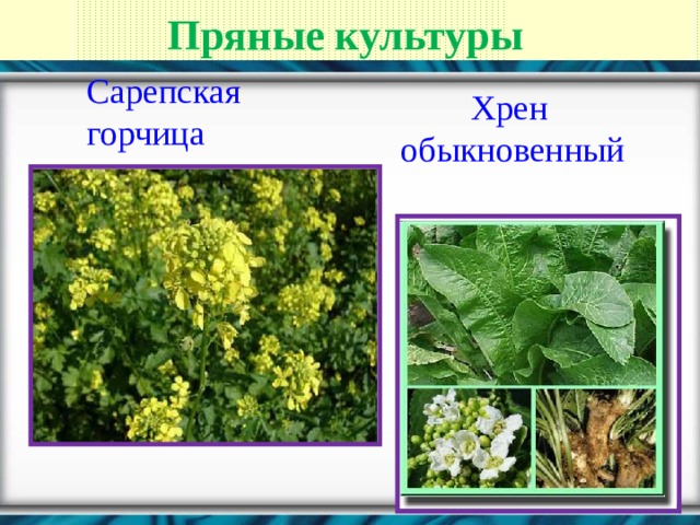 Пряные культуры Сарепская горчица  Хрен обыкновенный 