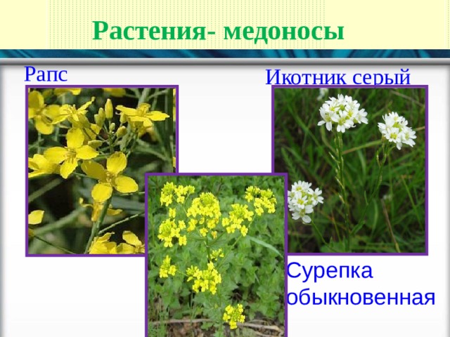 Растения- медоносы Рапс Икотник серый Сурепка обыкновенная  