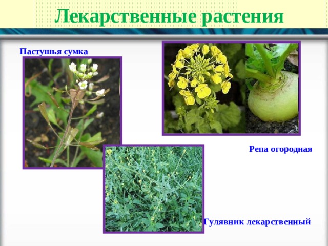 Лекарственные растения Пастушья сумка  Репа огородная Гулявник лекарственный 