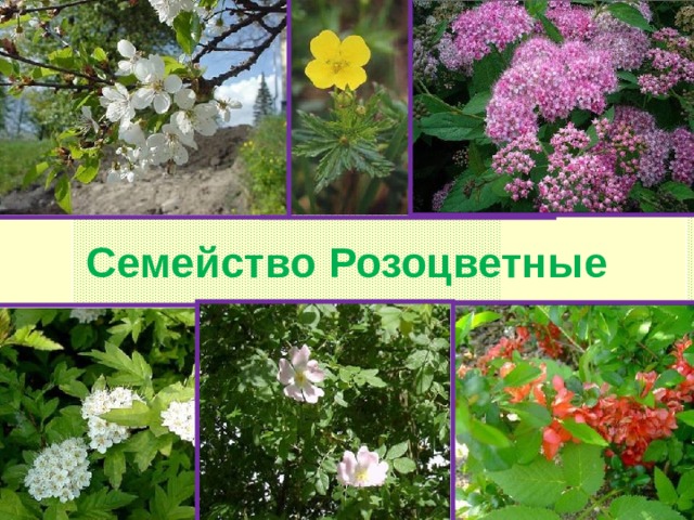 Семейство Розоцветные 