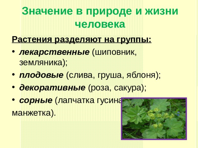 Значение в природе и жизни человека Растения разделяют на группы: лекарственные (шиповник, земляника); плодовые (слива, груша, яблоня); декоративные (роза, сакура); сорные (лапчатка гусиная, манжетка). 