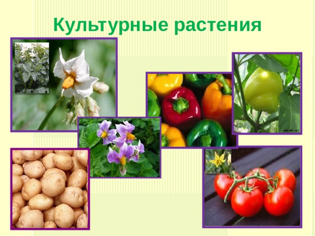 Культурные растения  