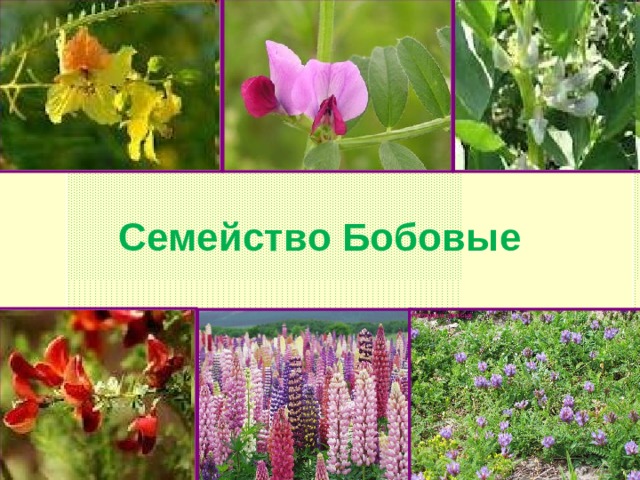 Семейство Бобовые 
