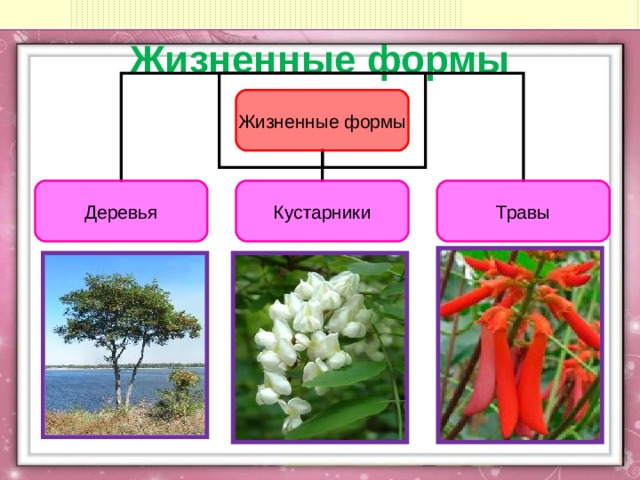 Жизненные формы Жизненные формы Деревья Кустарники Травы   