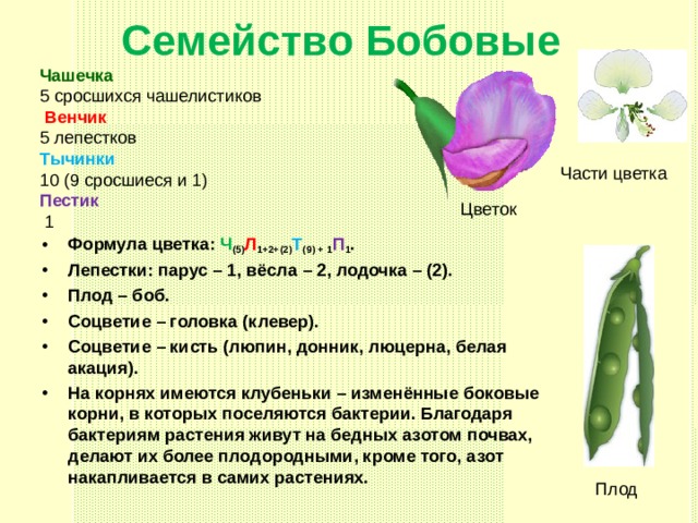 Семейство Бобовые Чашечка 5 сросшихся чашелистиков  Венчик  5 лепестков Тычинки 10 (9 сросшиеся и 1) Пестик  1 Части цветка Цветок Формула цветка: Ч (5) Л 1+2+(2) Т (9) + 1 П 1 . Лепестки: парус – 1, вёсла – 2, лодочка – (2). Плод – боб. Соцветие – головка (клевер). Соцветие – кисть (люпин, донник, люцерна, белая акация). На корнях имеются клубеньки – изменённые боковые корни, в которых поселяются бактерии. Благодаря бактериям растения живут на бедных азотом почвах, делают их более плодородными, кроме того, азот накапливается в самих растениях. Плод 