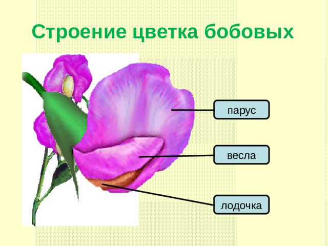 Строение цветка бобовых парус весла лодочка 27 27 