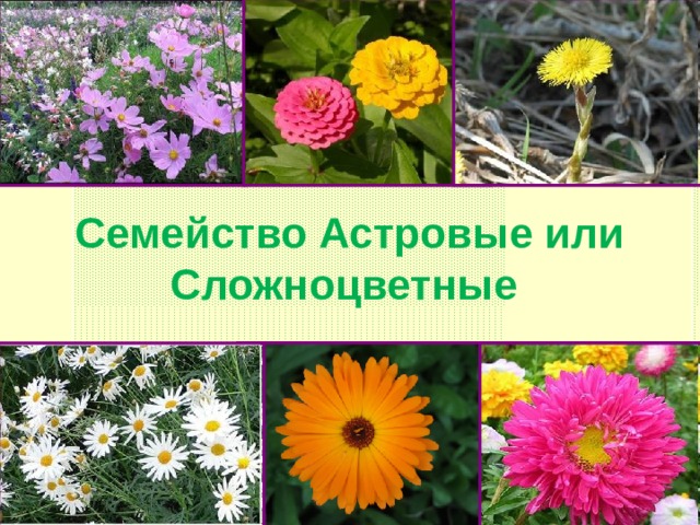 Семейство Астровые или Сложноцветные 