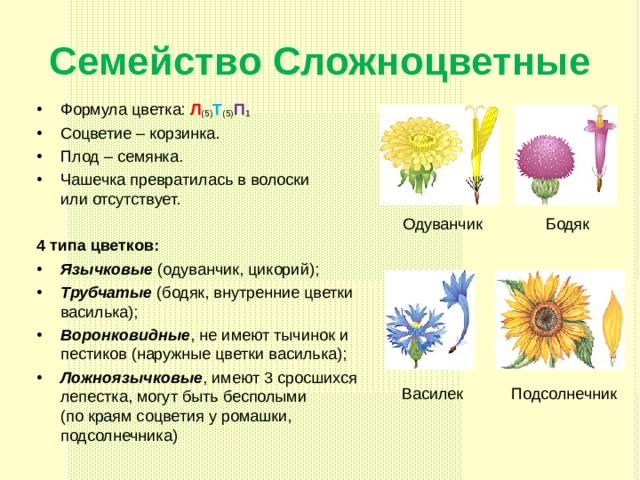 Семейство Сложноцветные Формула цветка: Л (5) Т (5) П 1 Соцветие – корзинка. Плод – семянка. Чашечка превратилась в волоски  или отсутствует. 4 типа цветков: Язычковые (одуванчик, цикорий); Трубчатые (бодяк, внутренние цветки василька); Воронковидные , не имеют тычинок и пестиков (наружные цветки василька); Ложноязычковые , имеют 3 сросшихся лепестка, могут быть бесполыми  (по краям соцветия у ромашки, подсолнечника) Одуванчик Бодяк Василек Подсолнечник 