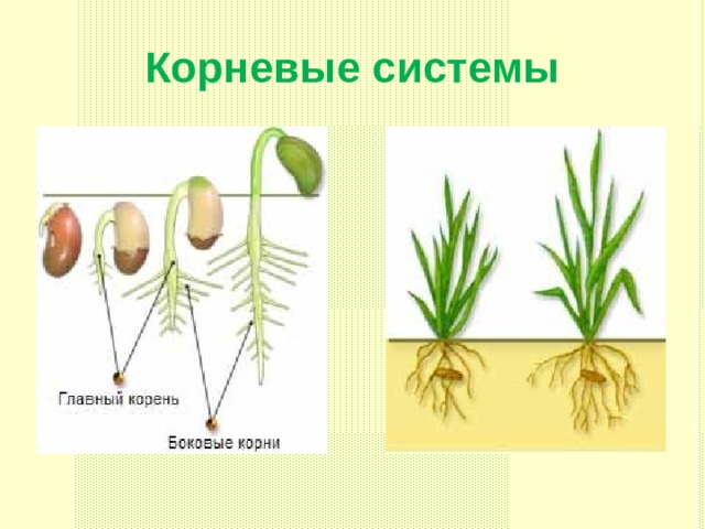 Корневые системы 
