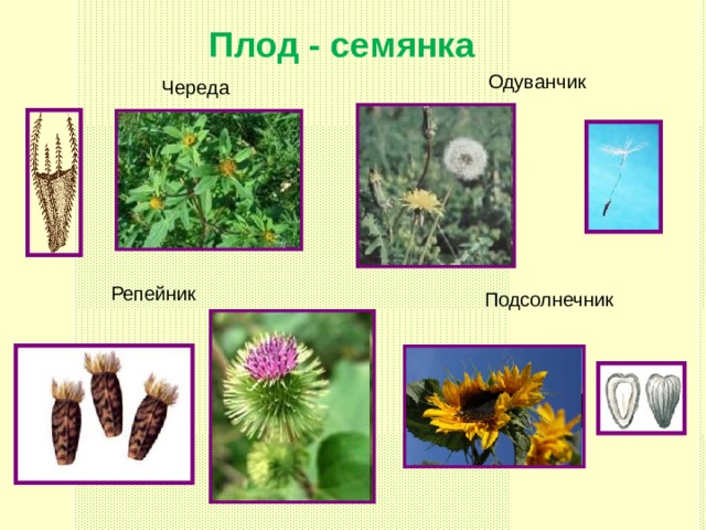 Плод - семянка Одуванчик Череда Репейник Подсолнечник 