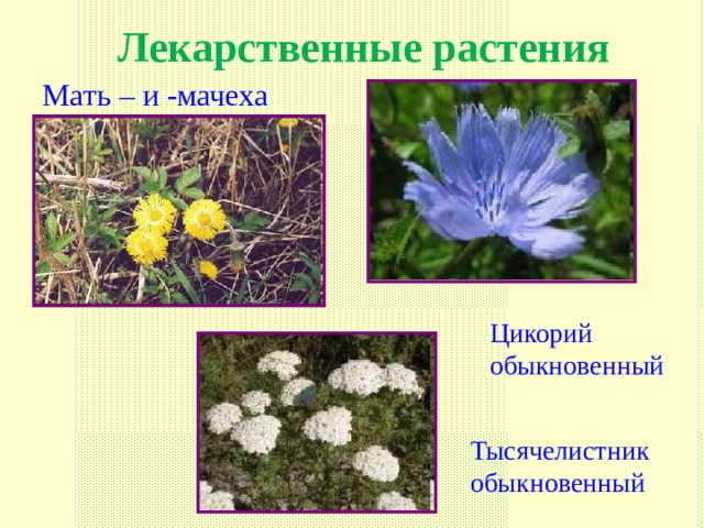 Лекарственные растения Мать – и -мачеха  Цикорий обыкновенный Тысячелистник обыкновенный 