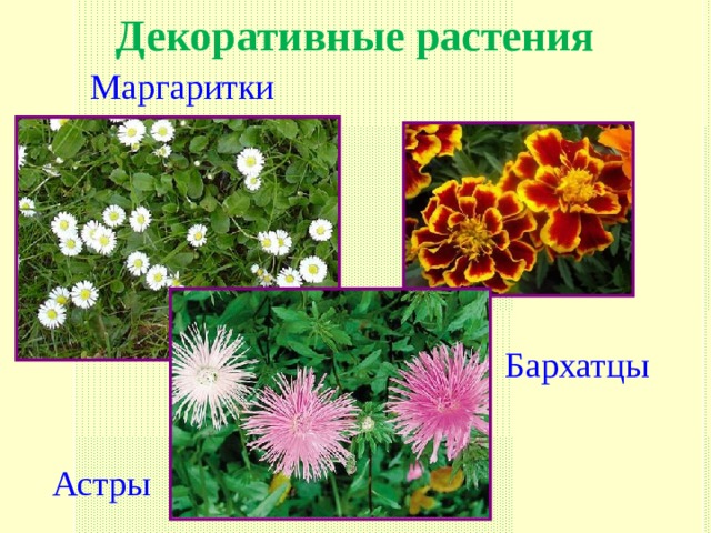 Декоративные растения Маргаритки Бархатцы Астры 
