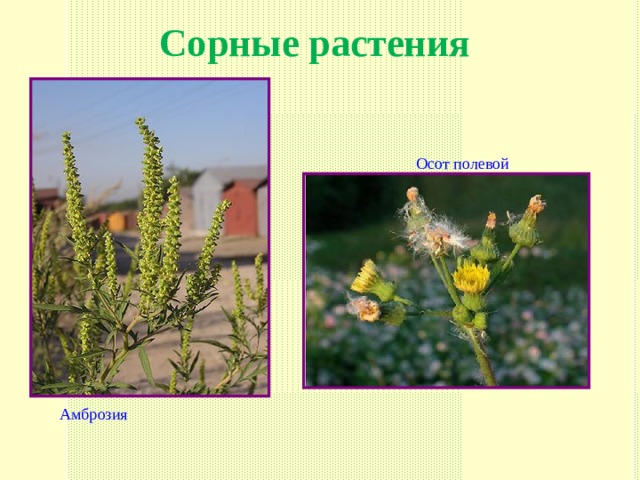 Сорные растения Осот полевой Амброзия 