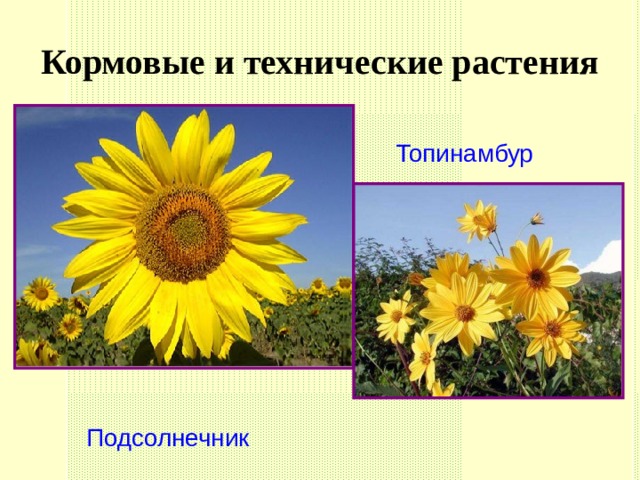 Кормовые и технические растения Топинамбур Топинамбур Подсолнечник Подсолнечник  