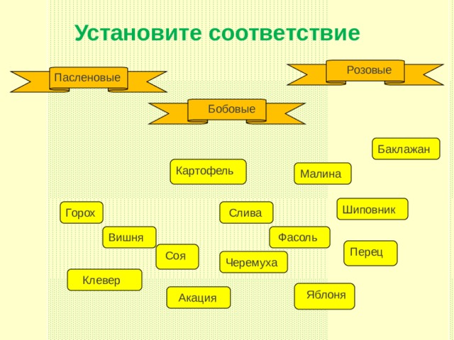 Установите соответствие  Розовые Пасленовые  Бобовые Баклажан Картофель Малина Шиповник Горох  Слива Установите соответствие  Фасоль Вишня Перец  Соя Черемуха  Клевер  Яблоня  Акация  