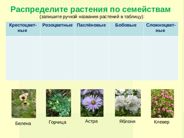 Распределите растения по семействам (запишите ручкой названия растений в таблицу): Крестоцвет-ные  Розоцветные Паслёновые  Бобовые Сложноцвет-ные Астра Яблоня Клевер Горчица Белена 