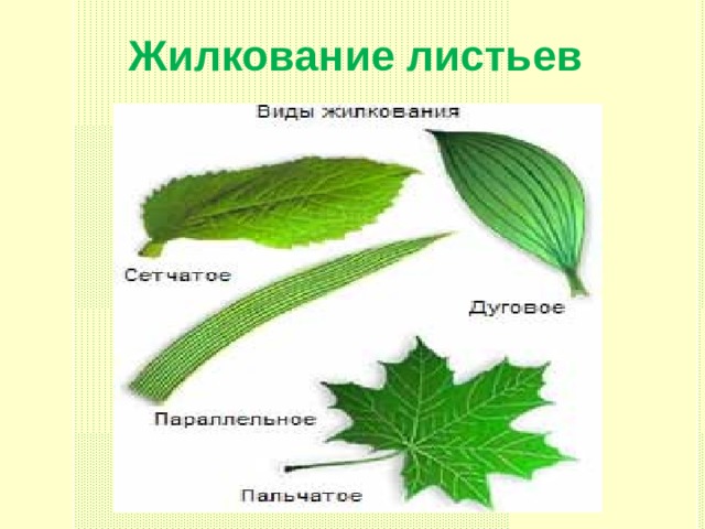 Жилкование листьев 