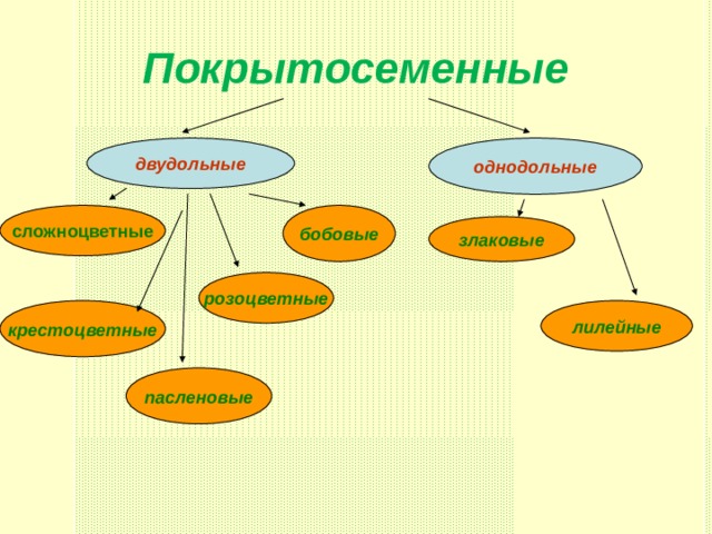 Покрытосеменные однодольные двудольные бобовые сложноцветные злаковые розоцветные крестоцветные лилейные пасленовые 