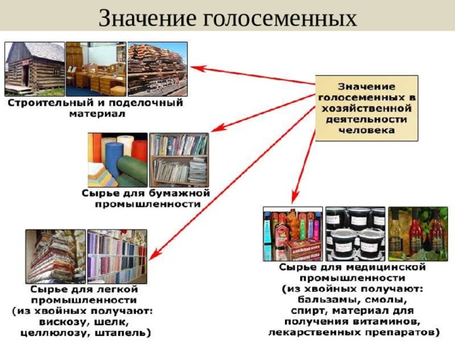 Значение голосеменных 