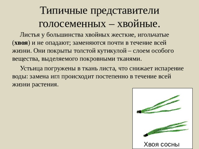 Типичные представители голосеменных – хвойные. Листья у большинства хвойных жесткие, игольчатые ( хвоя ) и не опадают; заменяются почти в течение всей жизни. Они покрыты толстой кутикулой – слоем особого вещества, выделяемого покровными тканями. Устьица погружены в ткань листа, что снижает испарение воды: замена игл происходит постепенно в течение всей жизни растения. Хвоя сосны 