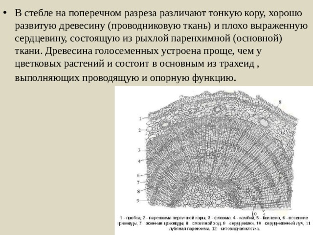В стебле на поперечном разреза различают тонкую кору, хорошо развитую древесину (проводниковую ткань) и плохо выраженную сердцевину, состоящую из рыхлой паренхимной (основной) ткани. Древесина голосеменных устроена проще, чем у цветковых растений и состоит в основным из трахеид , выполняющих проводящую и опорную функцию .  