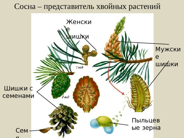 Сосна – представитель хвойных растений Женские шишки Мужские шишки Шишки с семенами Пыльцевые зерна Семя 