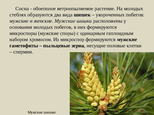 Сосна - обоеполое ветроопыляемое растение. На молодых стеблях образуются два вида шишек – укороченных побегов: мужские и женские. Мужские шишки расположены у основания молодых побегов, в них формируются микроспоры (мужские споры) с одинарным гаплоидным набором хромосом. Из микроспор формируются мужские гаметофиты – пыльцевые зерна , несущие половые клетки – спермии. Мужские шишки 