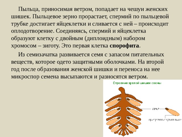 Пыльца, приносимая ветром, попадает на чешуи женских шишек. Пыльцевое зерно прорастает, спермий по пыльцевой трубке достигает яйцеклетки и сливается с ней – происходит оплодотворение. Соединяясь, спермий и яйцеклетка образуют клетку с двойным (диплоидным) набором хромосом – зиготу. Это первая клетка спорофита . Из семизачатка развивается семя с запасом питательных веществ, которое одето защитными оболочками. На второй год после образования женской шишки и переноса на нее микроспор семена высыпаются и разносятся ветром. 