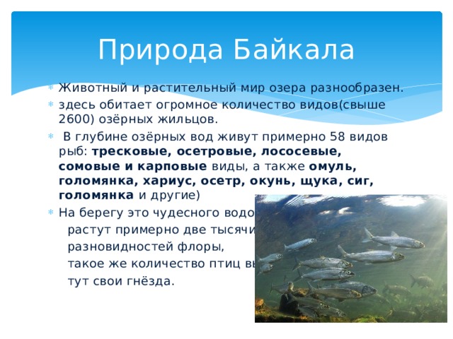 Природа Байкала Животный и растительный мир озера разнообразен. здесь обитает огромное количество видов(свыше 2600) озёрных жильцов.  В глубине озёрных вод живут примерно 58 видов рыб: тресковые, осетровые, лососевые, сомовые и карповые виды, а также омуль, голомянка, хариус, осетр, окунь, щука, сиг, голомянка и другие) На берегу это чудесного водоёма  растут примерно две тысячи  разновидностей флоры,  такое же количество птиц вьёт  тут свои гнёзда. 