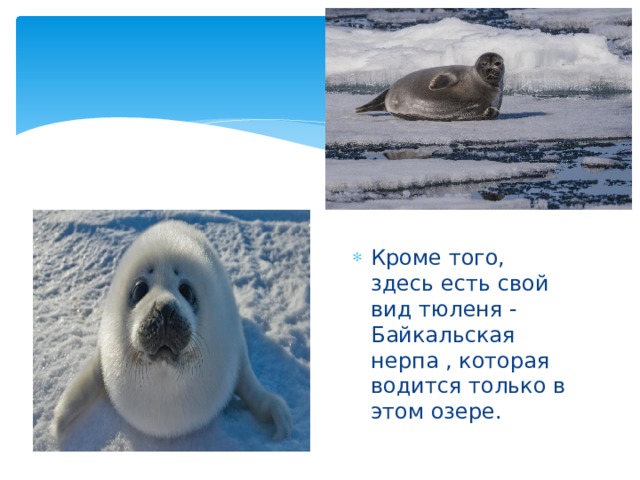 Кроме того, здесь есть свой вид тюленя - Байкальская нерпа , которая водится только в этом озере. 