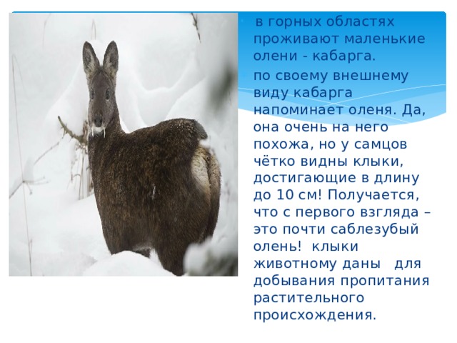  в горных областях проживают маленькие олени - кабарга. по своему внешнему виду кабарга напоминает оленя. Да, она очень на него похожа, но у самцов чётко видны клыки, достигающие в длину до 10 см! Получается, что с первого взгляда – это почти саблезубый олень! клыки животному даны для добывания пропитания растительного происхождения. 