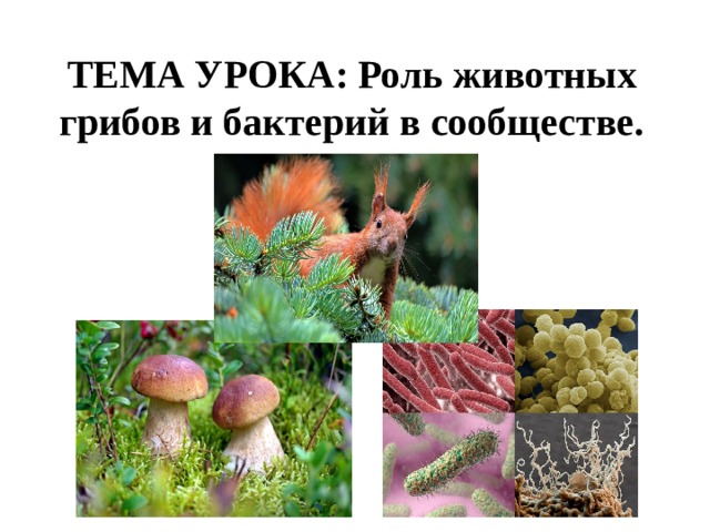 ТЕМА УРОКА : Роль животных грибов и бактерий в сообществе. 