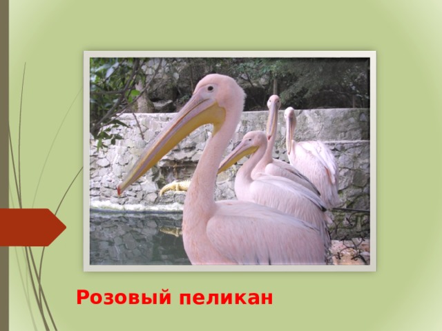 Розовый пеликан 