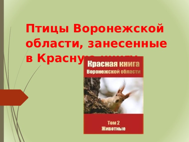 Птицы Воронежской области, занесенные в Красную книгу.  