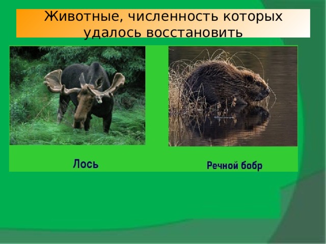 Численность животных