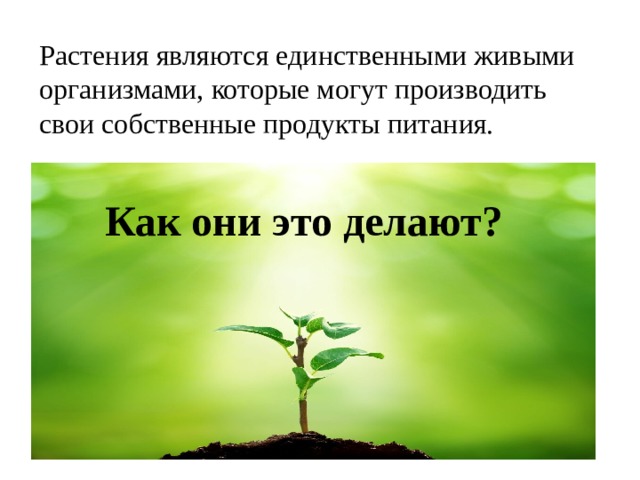 Растения являются единственными живыми организмами, которые могут производить свои собственные продукты питания. Как они это делают? 