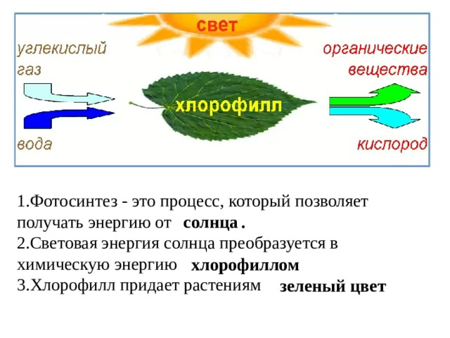1.Фотосинтез - это процесс, который позволяет получать энергию от . 2.Световая энергия солнца преобразуется в химическую энергию 3.Хлорофилл придает растениям солнца хлорофиллом зеленый цвет 