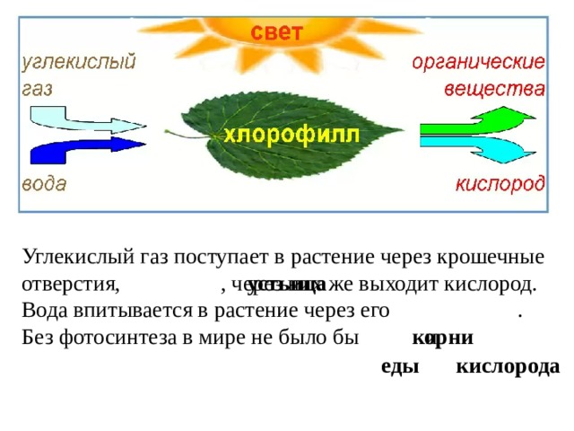 Углекислый газ поступает в растение через крошечные отверстия, , через них же выходит кислород. Вода впитывается в растение через его . Без фотосинтеза в мире не было бы и устьица  корни еды кислорода 