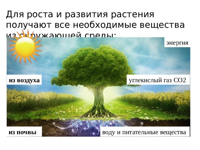 Для роста и развития растения получают все необходимые вещества из окружающей среды: энергия из воздуха углекислый газ СО2 из почвы воду и питательные вещества 