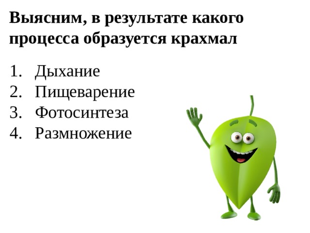 Выясним, в результате какого процесса образуется крахмал Дыхание Пищеварение Фотосинтеза Размножение 