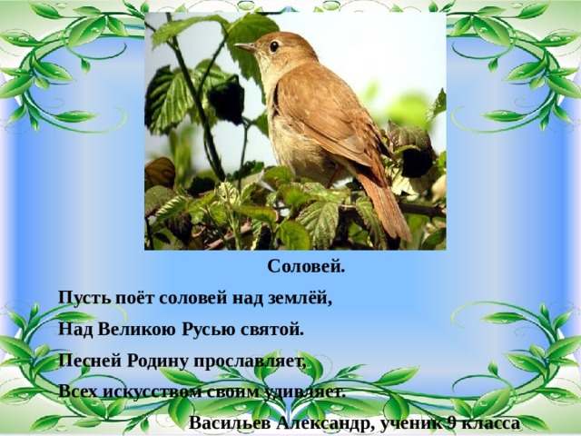 Соловей. Пусть поёт соловей над землёй, Над Великою Русью святой. Песней Родину прославляет, Всех искусством своим удивляет.  Васильев Александр, ученик 9 класса  