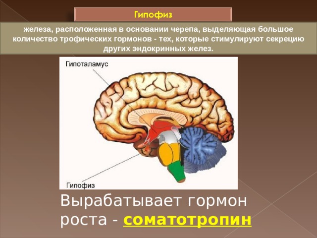 Какой гормон вырабатывает изображенная на рисунке железа