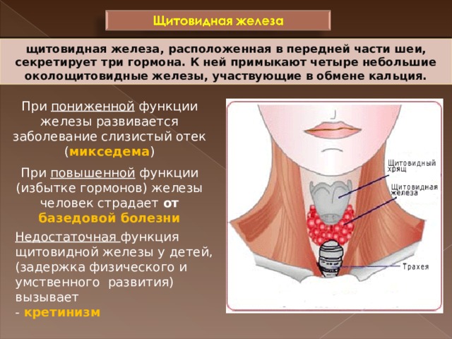 Щитовидная железа биология 8. Щитовидная железа развивается. Функции щитовидной железы человека. Нарушение функции щитовидной железы. При повышенной функции щитовидной железы.