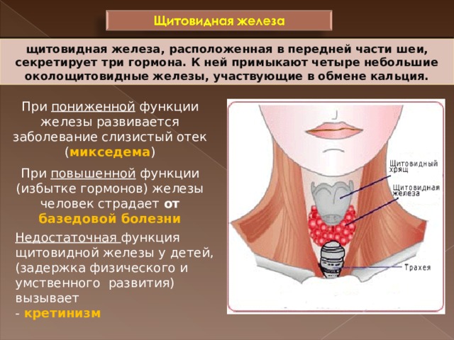 Щитовидная железа функции железы