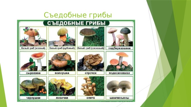 Съедобные грибы 