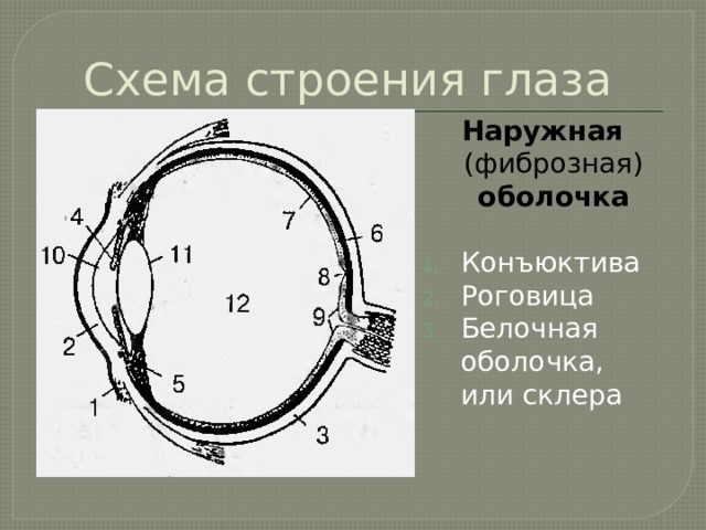 Схема строения глаза Наружная (фиброзная) оболочка Конъюктива Роговица Белочная оболочка, или склера 