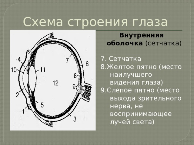 Схема строения глаза Внутренняя оболочка (сетчатка) 7. Сетчатка 8.Желтое пятно (место наилучшего видения глаза) 9.Слепое пятно (место выхода зрительного нерва, не воспринимающее лучей света)  