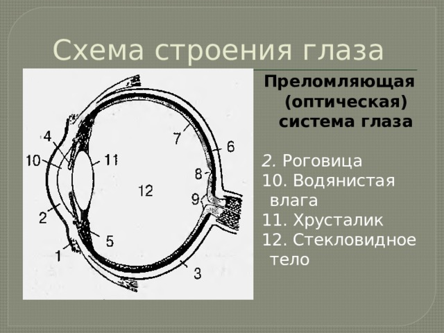 Оптическая структура глаза преломляющая. Схемы строения стекловидного тела глаза. Преломляющие структуры глаза. Структуры глаза преломляющие свет. Схема глаза стекловидное тело.