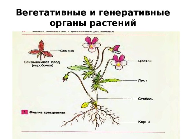 Что из перечисленного относится к вегетативным органам. Вегетативные и генеративные органы растений. Вегетативные органы цветковых растений. Строение вегетативных и генеративных органов растений. Генеративные органы цветковых растений.